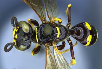 Media type: image;   Entomology 13759 Aspect: habitus dorsal view